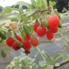 Goji Gojidelys - Lycium Barbarum -Fruitiers Magasin gojidelys 16718 2