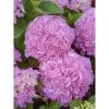 Hortensia - Hydrangea Macrophylla Big Data Pink
