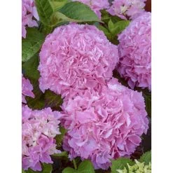 Hortensia - Hydrangea Macrophylla Big Data Pink
