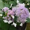 Hortensia - Hydrangea Involucrata Late Love 1 Hortensia - Hydrangea Involucrata Late Love -Fruitiers Magasin hydrangea involucrata late love 85457 1