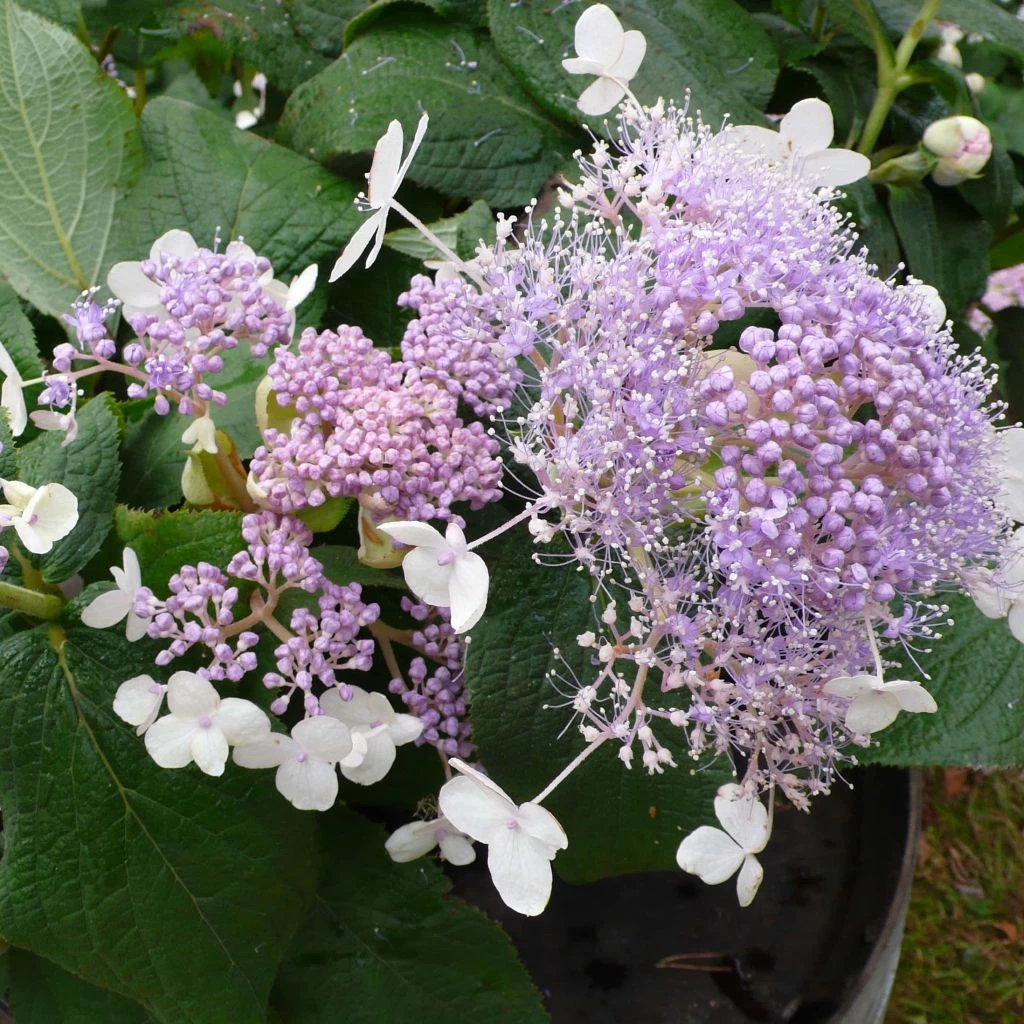 Hortensia - Hydrangea Involucrata Late Love 3 Hortensia - Hydrangea Involucrata Late Love