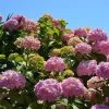 Hortensia - Hydrangea Macrophylla Bouquet Rose -Fruitiers Magasin hydrangea macrophylla bouquet rose 85622 1