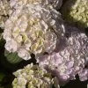 Hortensia - Hydrangea Macrophylla Kazan -Fruitiers Magasin hydrangea macrophylla kazan 86040 1
