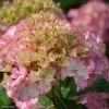 Hortensia - Hydrangea Macrophylla So Long Sunny 2 Hortensia - Hydrangea Macrophylla So Long Sunny -Fruitiers Magasin hydrangea macrophylla so long sunny 85613 1
