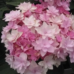 Hortensia - Hydrangea Macrophylla You And Me Romance