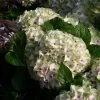 Hortensia - Hydrangea Macrophylla Magical Summer Green 2 Hortensia - Hydrangea Macrophylla Magical Summer Green -Fruitiers Magasin hydrangea magical summer green 78222 1