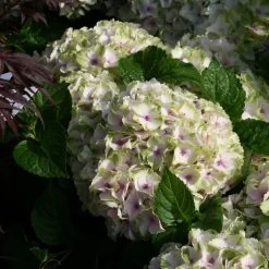 Hortensia - Hydrangea Macrophylla Magical Summer Green