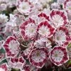 Kalmia Latifolia Minuet - Laurier Des Montagnes 2 Kalmia Latifolia Minuet - Laurier Des Montagnes -Fruitiers Magasin kalmia latifolia minuet 781842 1