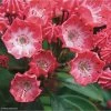 Kalmia Latifolia Pinkobello - Laurier Des Montagnes Rose Vif 2 Kalmia Latifolia Pinkobello - Laurier Des Montagnes Rose Vif -Fruitiers Magasin kalmia latifolia pinkobello 781989 1 1