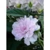 Liseron Du Japon Grimpant Flore Pleno - Calystegia Hederacea 1 Liseron Du Japon Grimpant Flore Pleno - Calystegia Hederacea -Fruitiers Magasin liseron du japon grimpant flore pleno 87689 1