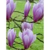 Magnolia - Magnolia X Soulangeana Andre Leroy 2 Magnolia - Magnolia X Soulangeana Andre Leroy -Fruitiers Magasin magnolia x soulangeana andre leroy 1007262 1