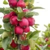 Malus Appletini (Gulliver) - Pommier D'ornement -Fruitiers Magasin malus appletini gulliver 15594 1
