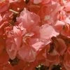Laurier Rose - Nerium Oleander Rose Saumon Double -Fruitiers Magasin nerium oleander rose saumon double 83384 1