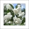 Seringat Blanc - Philadelphus Albâtre 1 Seringat Blanc - Philadelphus Albâtre -Fruitiers Magasin philadelphus albatre 84187 1