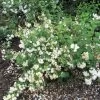 Seringat - Philadelphus Snowbelle 1 Seringat - Philadelphus Snowbelle -Fruitiers Magasin philadelphus snowbelle 1001572 1