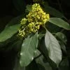 Pittosporum Daphniphylloides -Fruitiers Magasin pittosporum daphniphylloides 86436 1