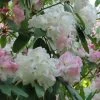 Rhododendron Loderi King George -Fruitiers Magasin rhododendron loderi king george 83665 1