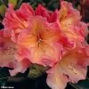 Rhododendron Olga - Grand Rhododendron -Fruitiers Magasin rhododendron olga 781745 1