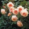 Rosier David Austin A Shropshire Lad 1 Rosier David Austin A Shropshire Lad -Fruitiers Magasin rosier david austin a shropshire lad 665312 1