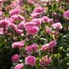 Rosier David Austin Gertrude Jekyll 1 Rosier David Austin Gertrude Jekyll -Fruitiers Magasin rosier david austin gertrude jekyll 665072