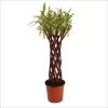 Saule à Bois Brun Tressé - Forme Colonne -Fruitiers Magasin saule a bois brun tresse forme colonne 86474 1