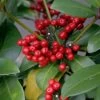 Skimmia Japonica Veitchii 1 Skimmia Japonica Veitchii -Fruitiers Magasin skimmia japonica veitchii ld tonyrodd 7845 1