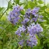 Solanum Crispum Glasnevin -Fruitiers Magasin solanum crispum glasnevin 80051 3