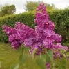 Lilas Commun - Syringa Vulgaris Znamya Lenina 2 Lilas Commun - Syringa Vulgaris Znamya Lenina -Fruitiers Magasin syringa vulgaris znamya lenina 100875 1