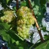 Vigne Muscat Champion -Fruitiers Magasin vigne vitis Muscat blanc 771563 1