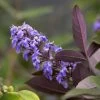 Vitex Agnus-castus Flip Side - Gattilier -Fruitiers Magasin vitex flip side copyright f