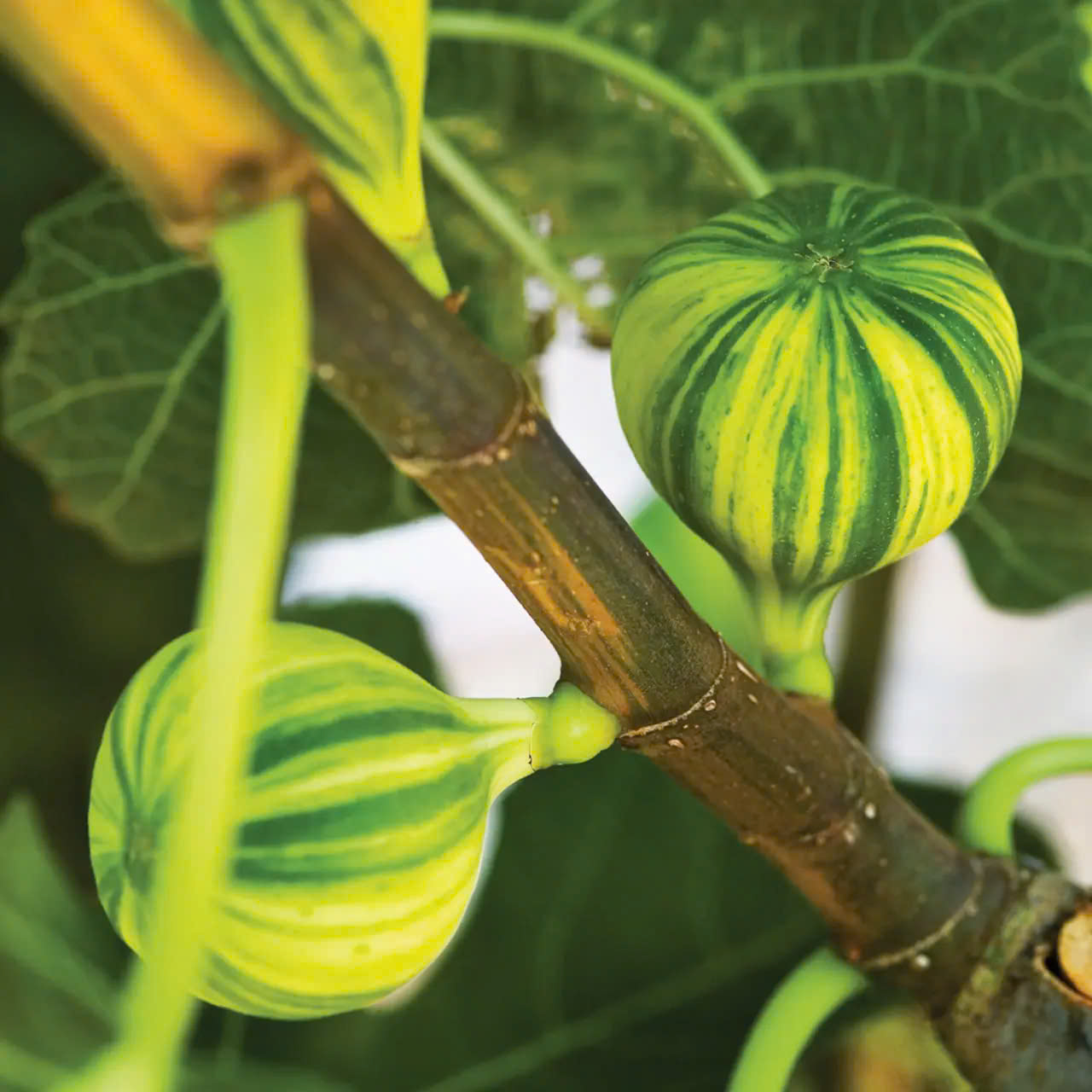 Fruitiers Magasin 15 Fruitiers Magasin -Fruitiers Magasin z6635927908900 bc9598bcb47f74397f5adfed8cdd9144