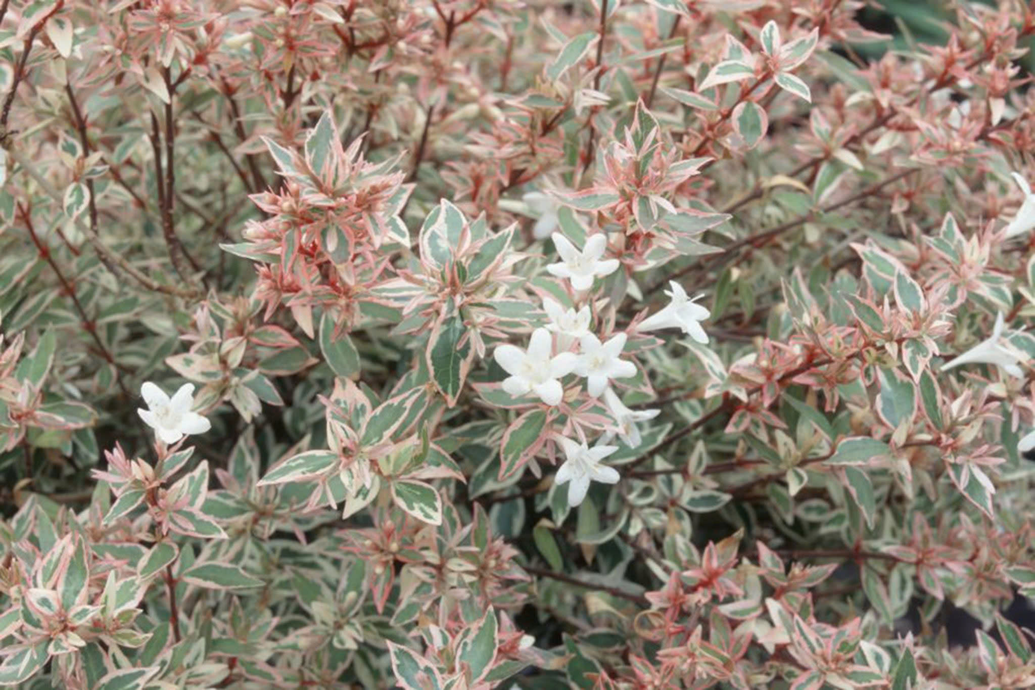 Fruitiers Magasin -Fruitiers Magasin z6635928086816 262ee6af578f801a6dc4584fdacadbec