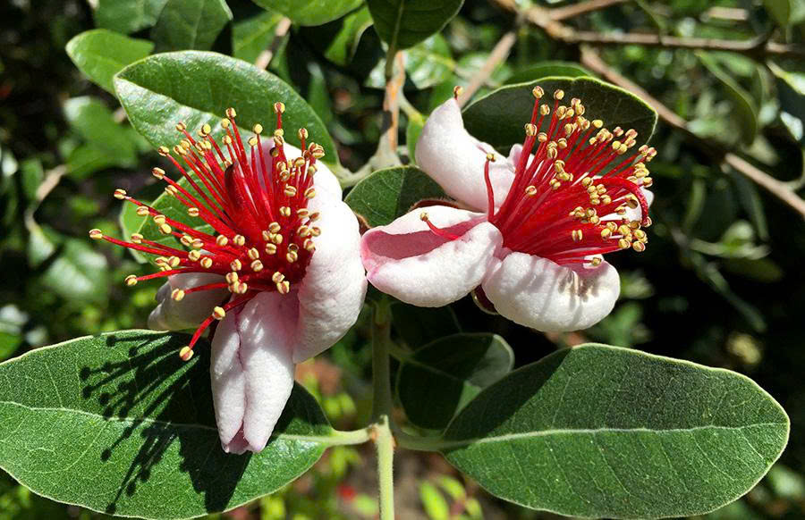 Fruitiers Magasin -Fruitiers Magasin z6693699931693 2bfb54474704a95289c7196081bc8810